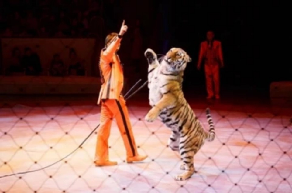    Цирк - отличное место для отдыха всей семьёй. Евгения ГУСЕВА