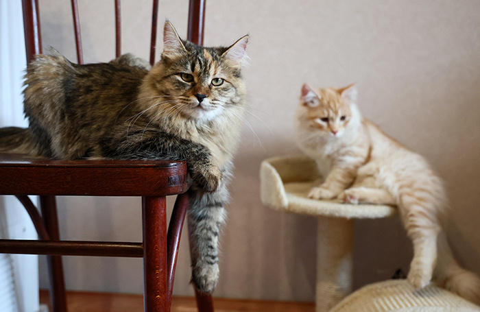    Андрей Самсонов/ТАСС