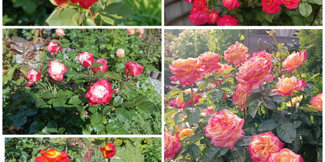 Двухцветные розы. 5 сортов в нашем саду.