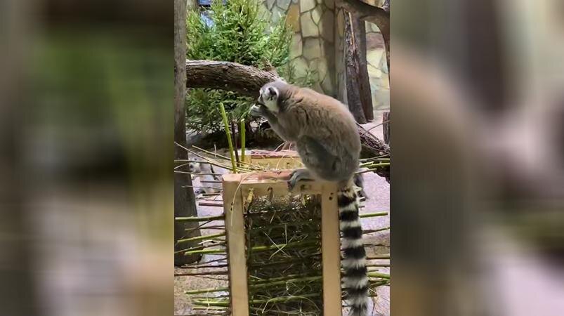    Фото: пресс-служба Ленинградского зоопарка