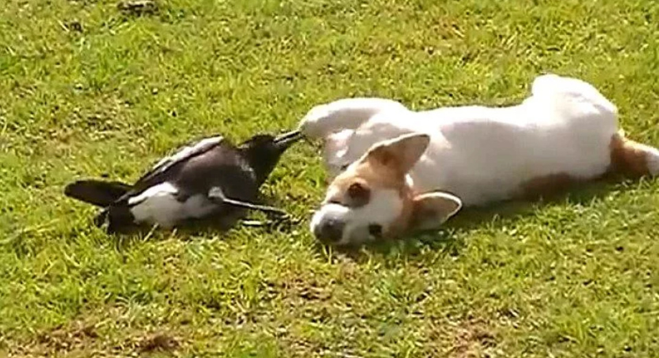 Яндекс.картинки для обложки