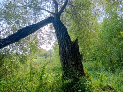 Сломанное дерево в зелёном лесу.