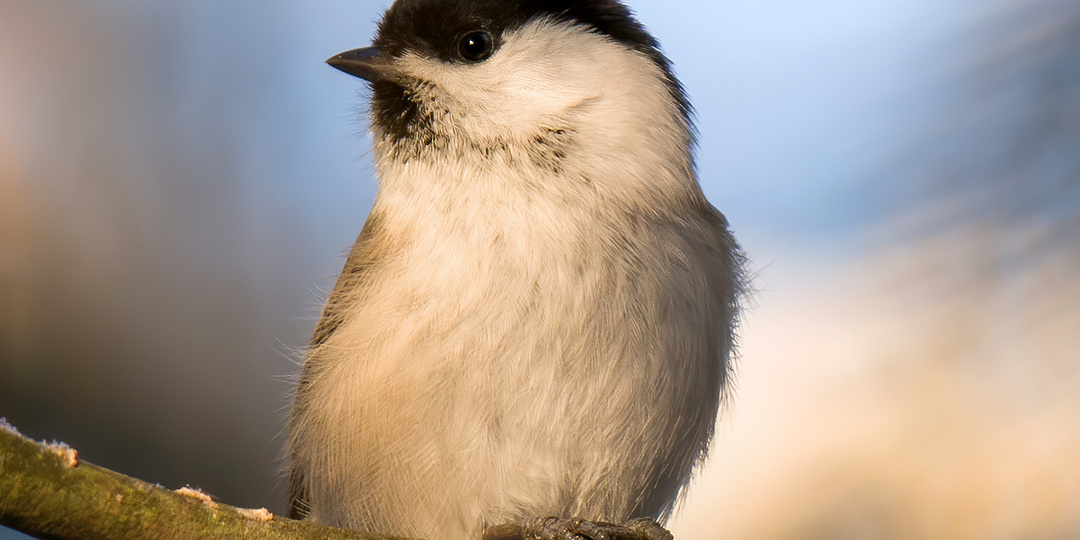 Сквозь синий рассвет. Поездка в Черноголовку. Фото птиц и природы