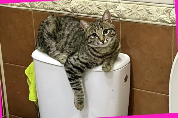 Да, именно я стою 200 кусков лимона.