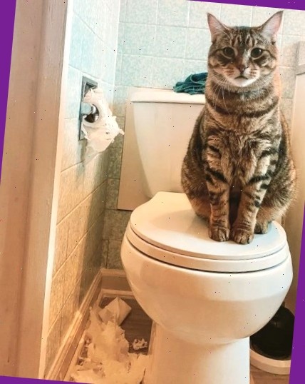 Я не виноват!