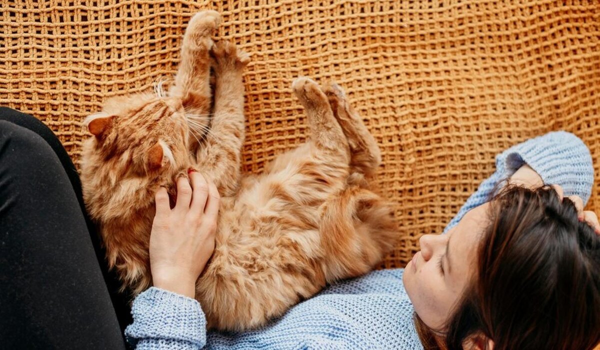     Волшебство груминга: секреты ухода за длинношерстными кошками