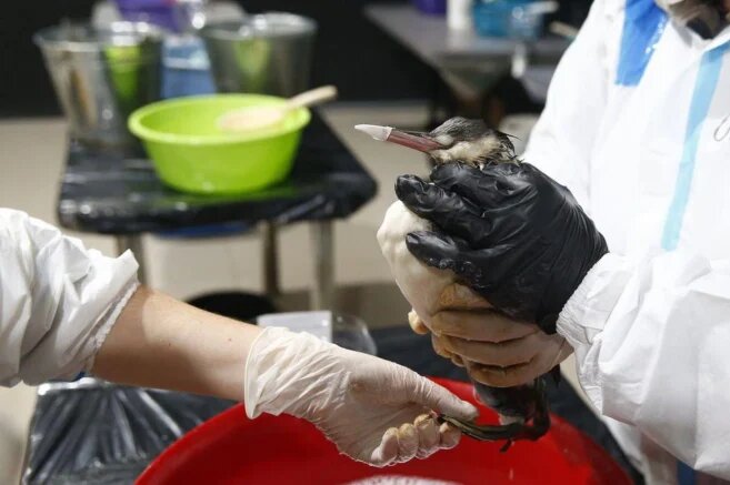    Спасение птиц. Фото: t.me/opershtab23