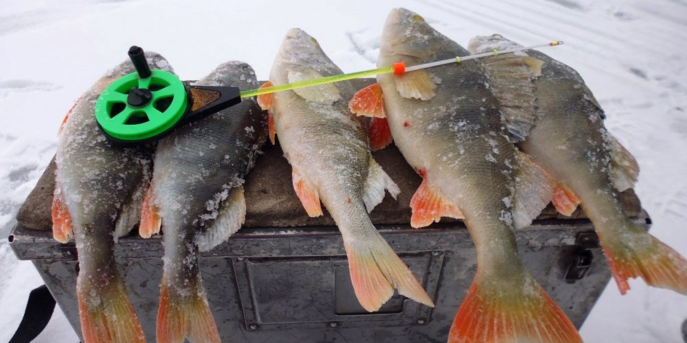 Фото с сайта: https://www.fishingsib.ru/files/image/1articles/2018/02/12/kak-lovit-okunja.jpg