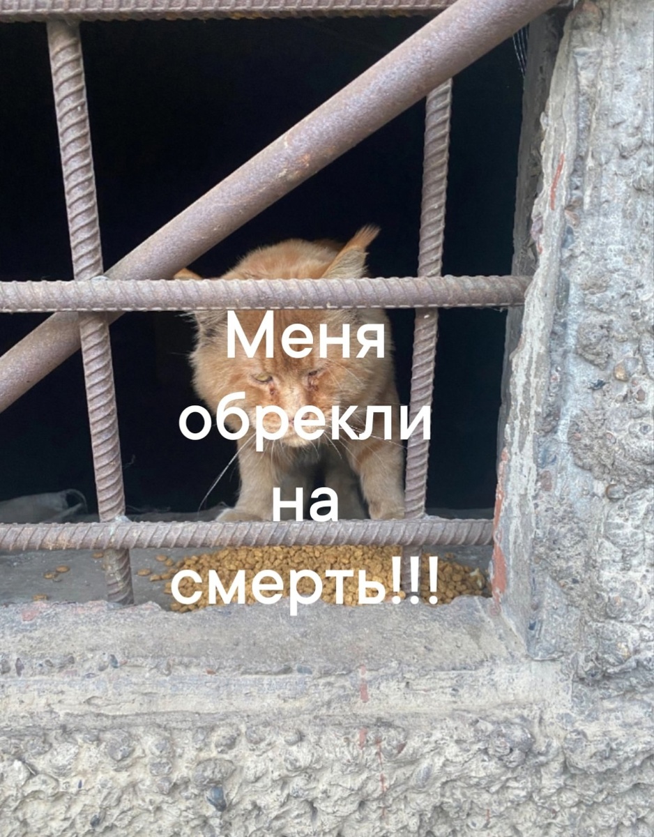 Кот просит помощи.