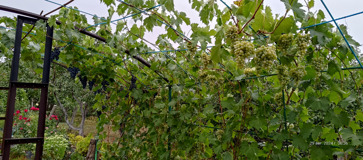 За пару недель до сбора урожая