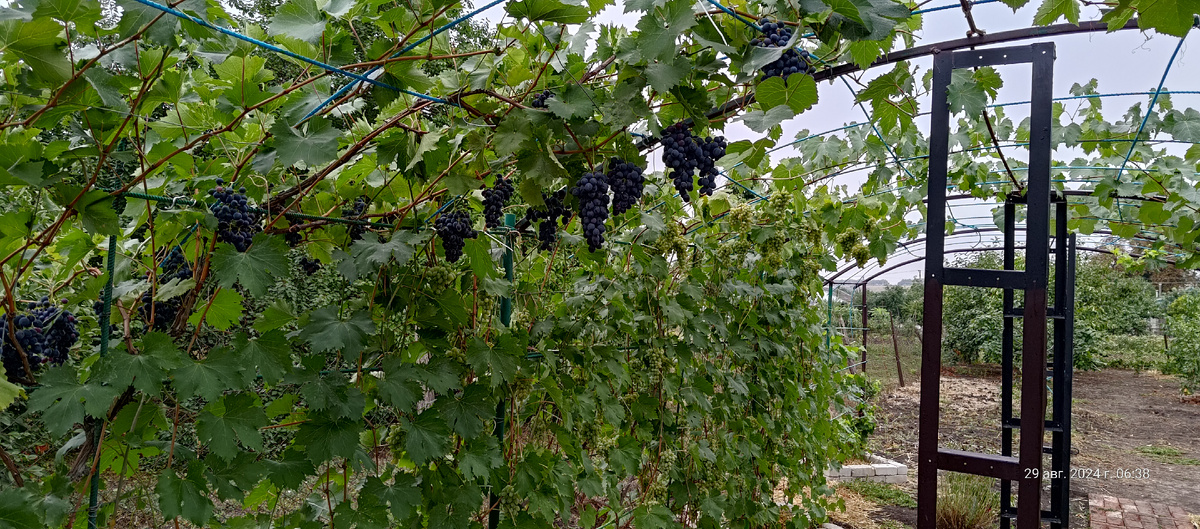 На фоне Молдовы, Восторг просто теряется в зелени.