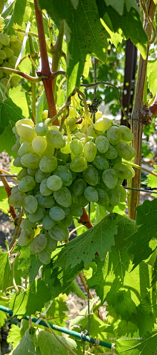 Примерно такого размера была подавляющая часть урожая.