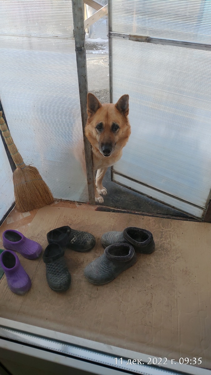 Вот это "чудовище" не давало спокойно выйти с огорода, пока не уплатишь мзду ввиде кисточки винограда. Притом красный виноград вообще есть не хотела.