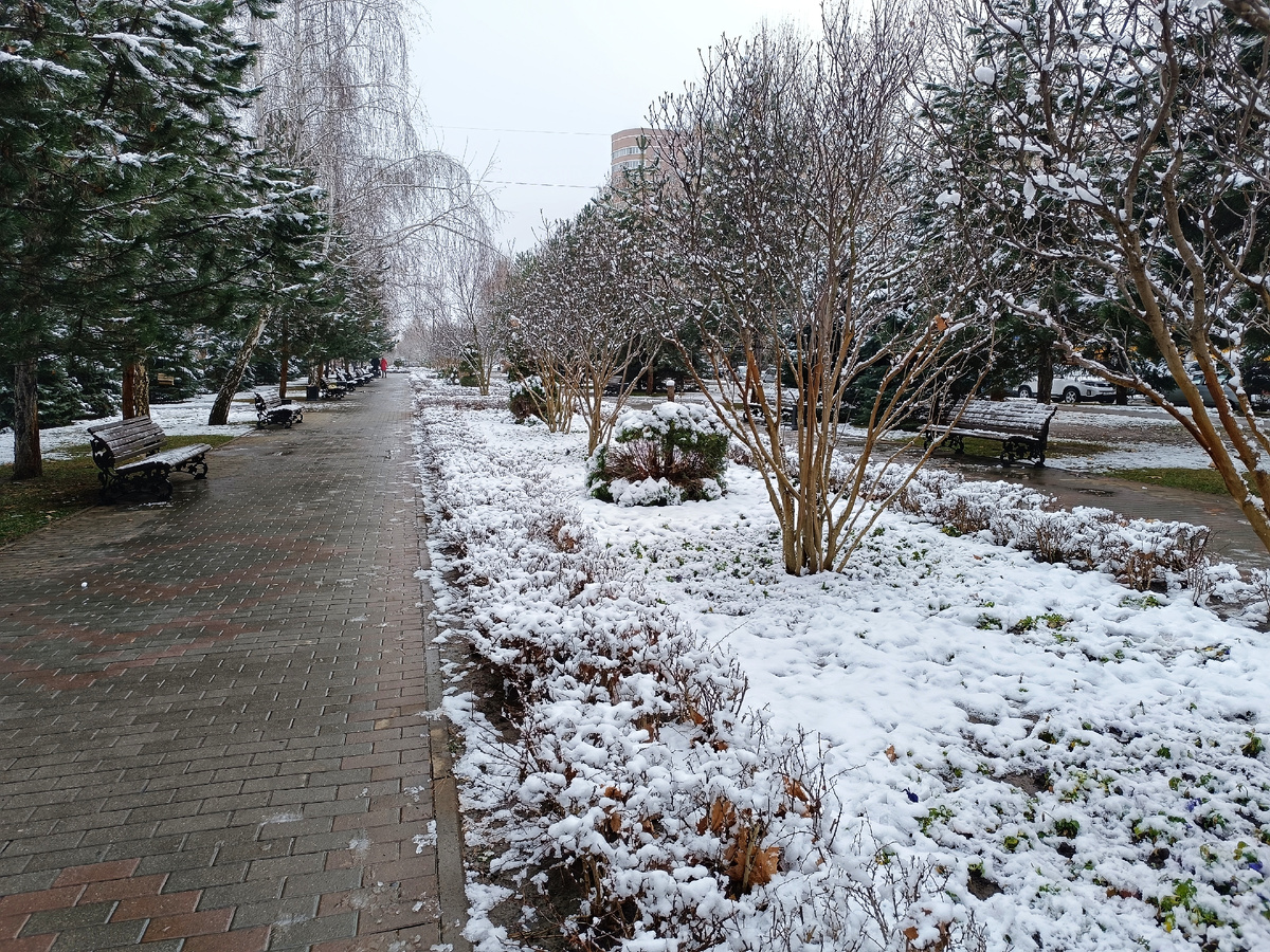 Платановый бульвар в снегу