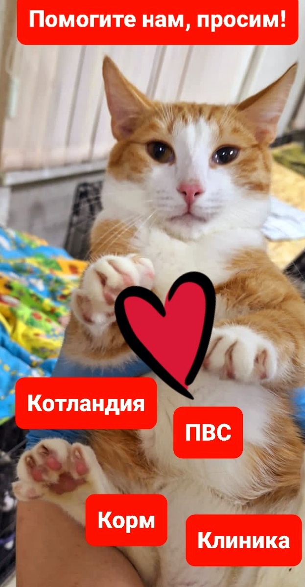 Шуберт. Очень красивый и добрый кот. Ему уже 9 месяцев, а своего Человека все нет и нет...
