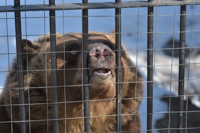     Медведь в Воронежском зоопарке. Фото: Виталий ГАРКУША