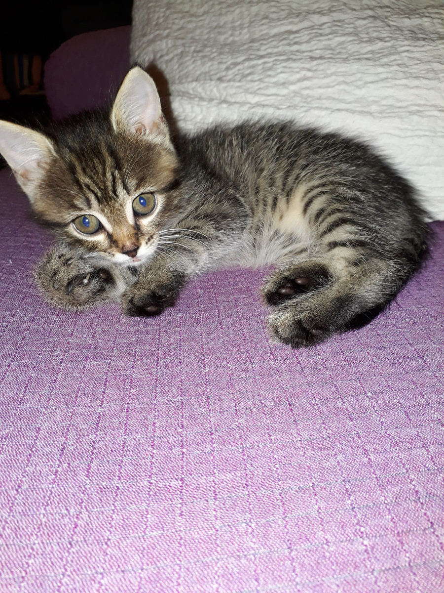 Таким зверь приехал к нам жить.