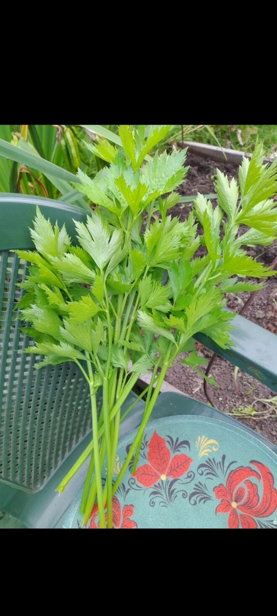 Фото автора. Сельдерей Захар - единственный, кто не подвёл
