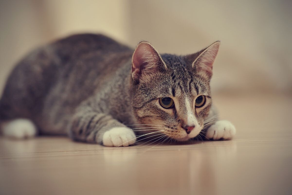 Почему у котов белые лапки