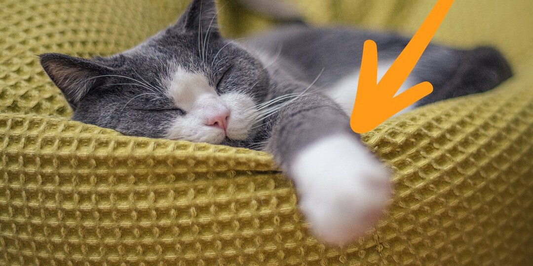 Почему у многих кошек на лапах белые «носочки»? Мнение учёных