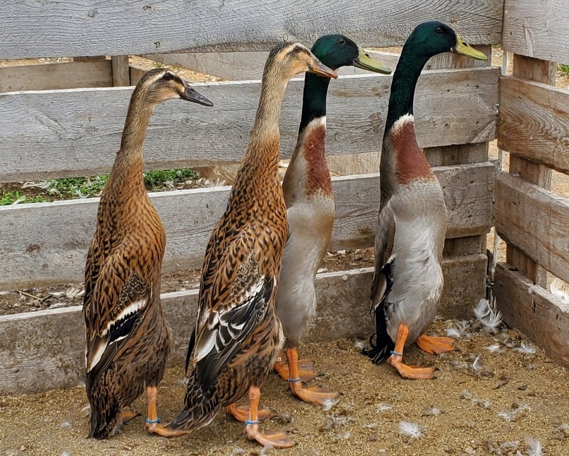 фото 1. Индийский бегунок в диком сером окрасе.
