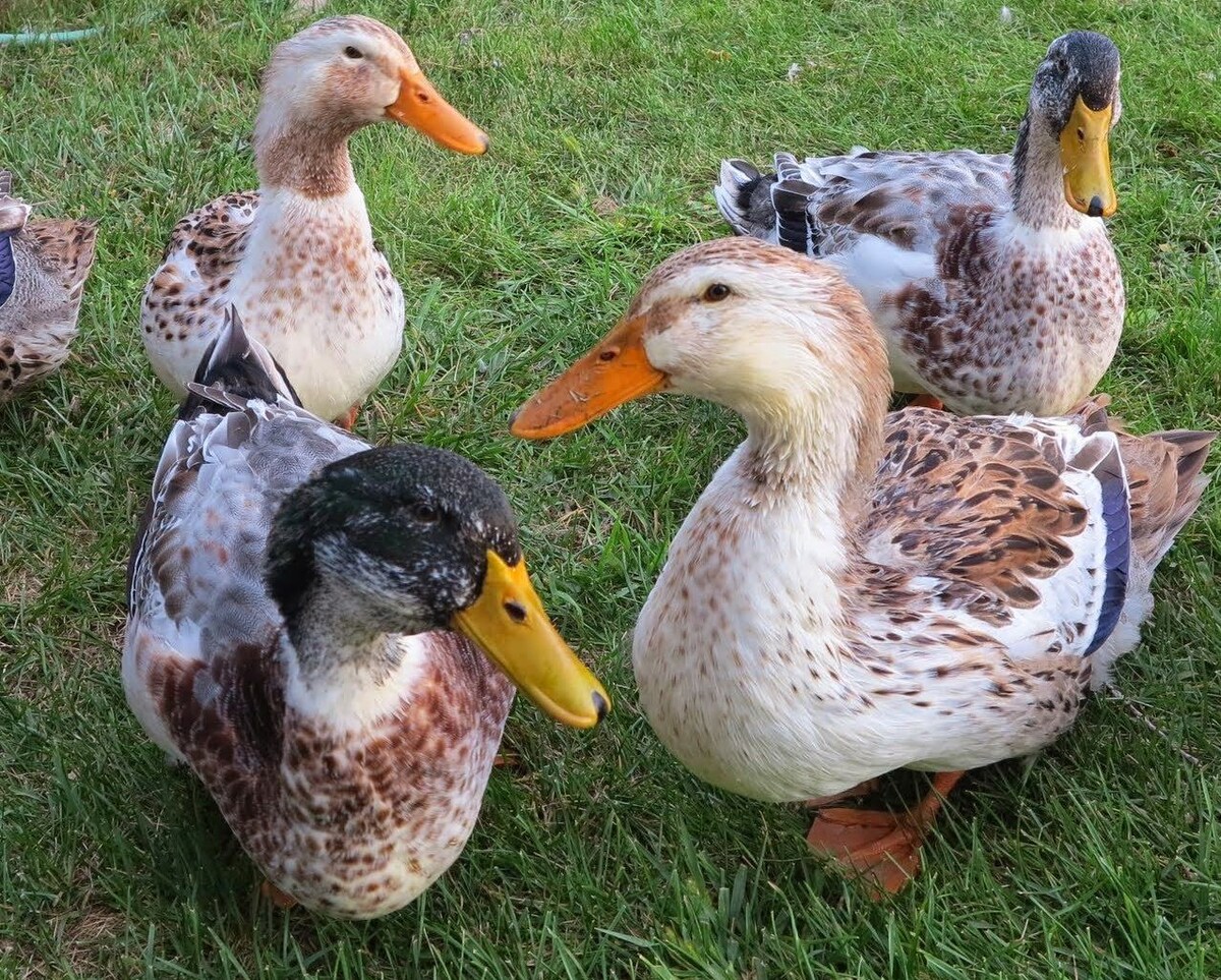 фото 2. Утки породы силвер эппльярд (silver appleyard)