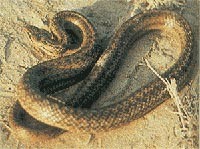 Медянка обыкноавенная -
