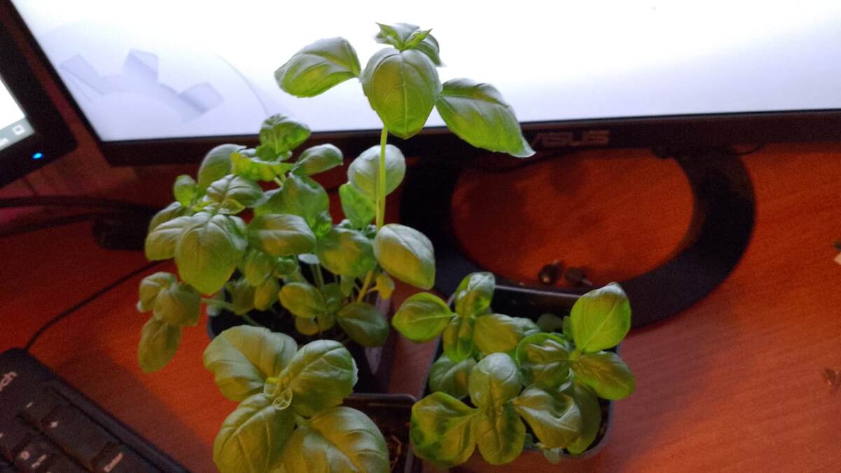 Базилик из Ленты