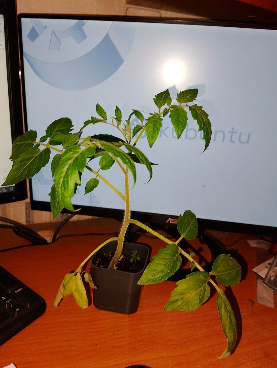 Томат переросток