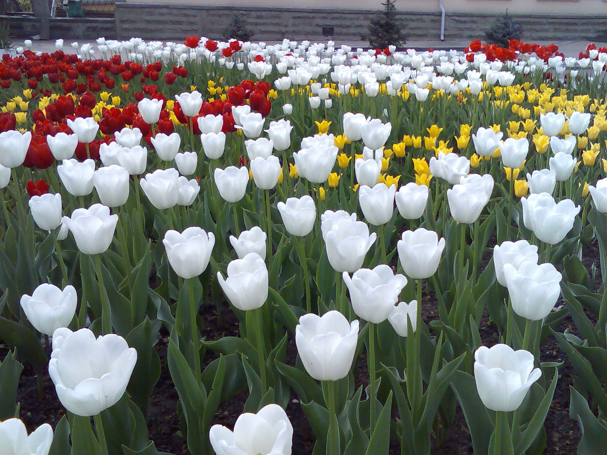 Раньше на бульваре на Красной улице были такие тюльпаны. фото автора