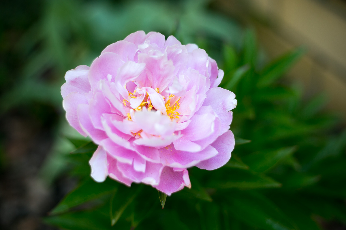 Пион My Petite cherie. Автор Елена Якимова / Greenfingers
