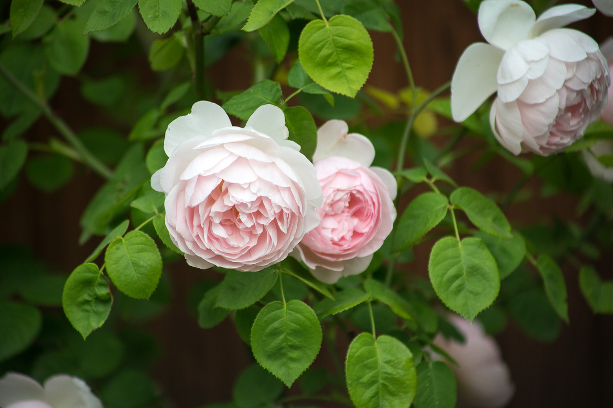 Роза Gentle Hermione. Автор Елена Якимова / Greenfingers