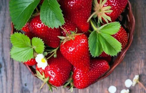 Клубника сорта «Югославский Великан» известна своими крупными и сладкими ягодами. Вот несколько рекомендаций по посадке и уходу за этим сортом:
Подготовка к посадке

1. Выбор места: 
   • Выберите солнечное место, где клубника будет получать минимум 6-8 часов солнечного света в день. Это способствует лучшему развитию плодов и их сладости.

2. Подготовка почвы: 
   • Клубника предпочитает легкие, хорошо дренированные почвы с высоким содержанием органических веществ. Перед посадкой добавьте в почву компост или перегной для улучшения ее структуры и плодородия.

3. pH почвы: 
   • Оптимальный уровень pH для клубники составляет 5,5-6,5. Если необходимо, проведите тестирование почвы и при необходимости внесите известь или серу для корректировки pH.
Процесс посадки

1. Время посадки: 
   • Лучшее время для посадки клубники — весна (апрель-май) или осень (сентябрь-октябрь), в зависимости от климатических условий вашего региона.

2. Подготовка рассады: 
   • Если вы используете рассаду, убедитесь, что она здоровая, с хорошо развитыми корнями. Удалите поврежденные или больные части.

3. Посадка:
   • Выкопайте ямки глубиной около 15 см и шириной 30 см. Расстояние между растениями должно составлять 30-40 см, а между рядами — 60-70 см.
   • Поместите растение в ямку так, чтобы корневая шейка (место, где корни встречаются со стеблем) находилась на уровне почвы. Заполните ямку землей и аккуратно утрамбуйте.

4. Полив: 
   • После посадки хорошо полейте растения, чтобы помочь им укорениться. В дальнейшем поливайте клубнику регулярно, особенно в засушливые периоды.
Уход за клубникой

1. Мульчирование: 
   • Нанесите слой мульчи (например, соломы или древесной коры) вокруг растений, чтобы сохранить влагу, предотвратить рост сорняков и защитить корни от перегрева.

2. Удобрения: 
   • Вносите удобрения с высоким содержанием калия, чтобы улучшить вкус ягод. Используйте органические удобрения, такие как компост или перегной.

3. Обрезка усов: 
   • Регулярно обрезайте усы, чтобы сосред