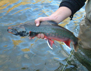 Наловил вот, рыбы.