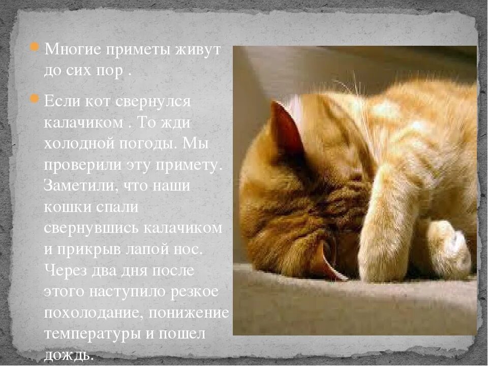 К чему пришел рыжий кот примета