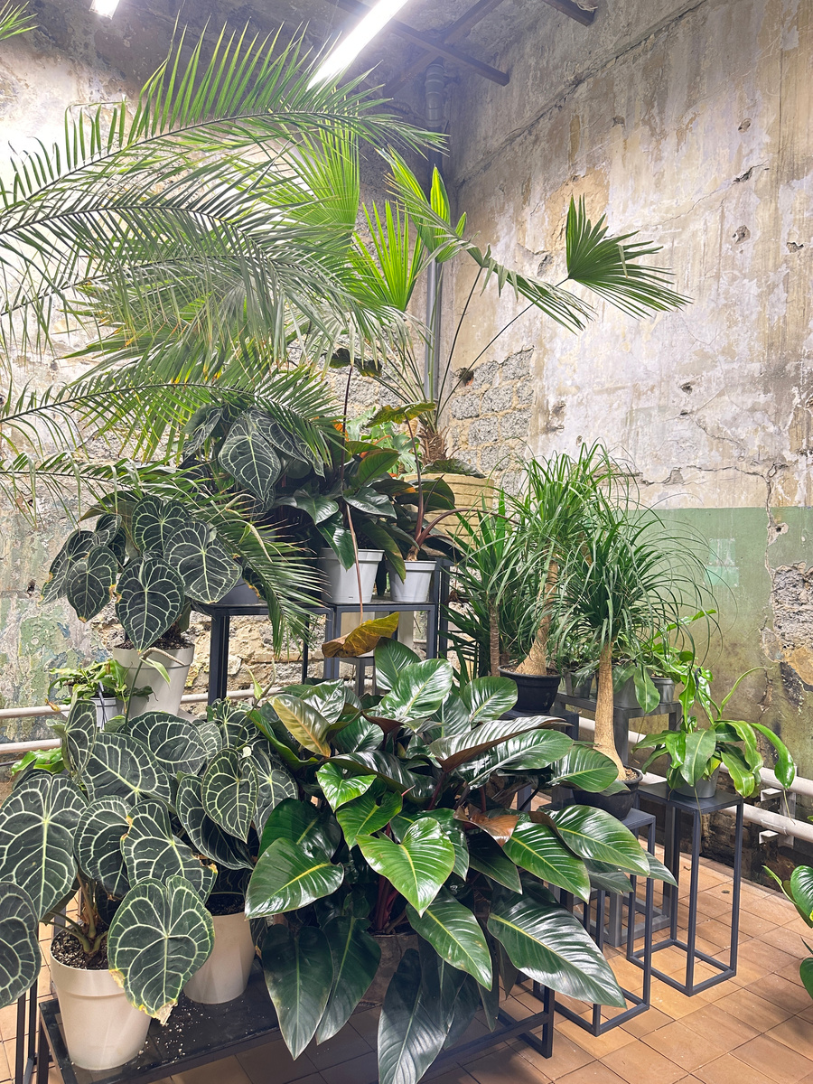 Очень мне понравилась стильная оранжерея Центра. Растениям, судя по их цветущему облику, тоже нравится.