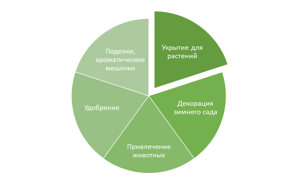 Способы использования шишек в зимнем саду