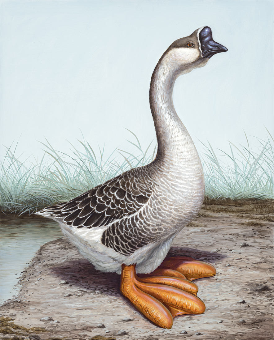 Она опухла. Источник: https://brunopontiroli.fr/