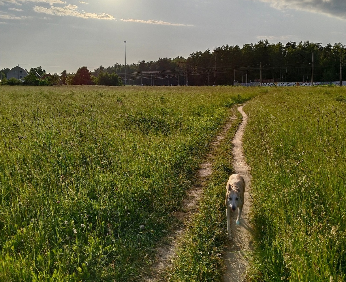 Та сама злополучная тропинка