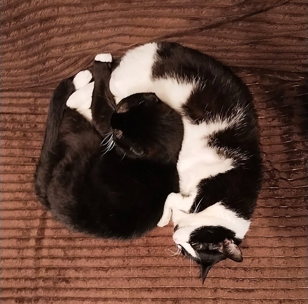 У котов все проще. То они лежат вместе, то бегают-кусают друг друга