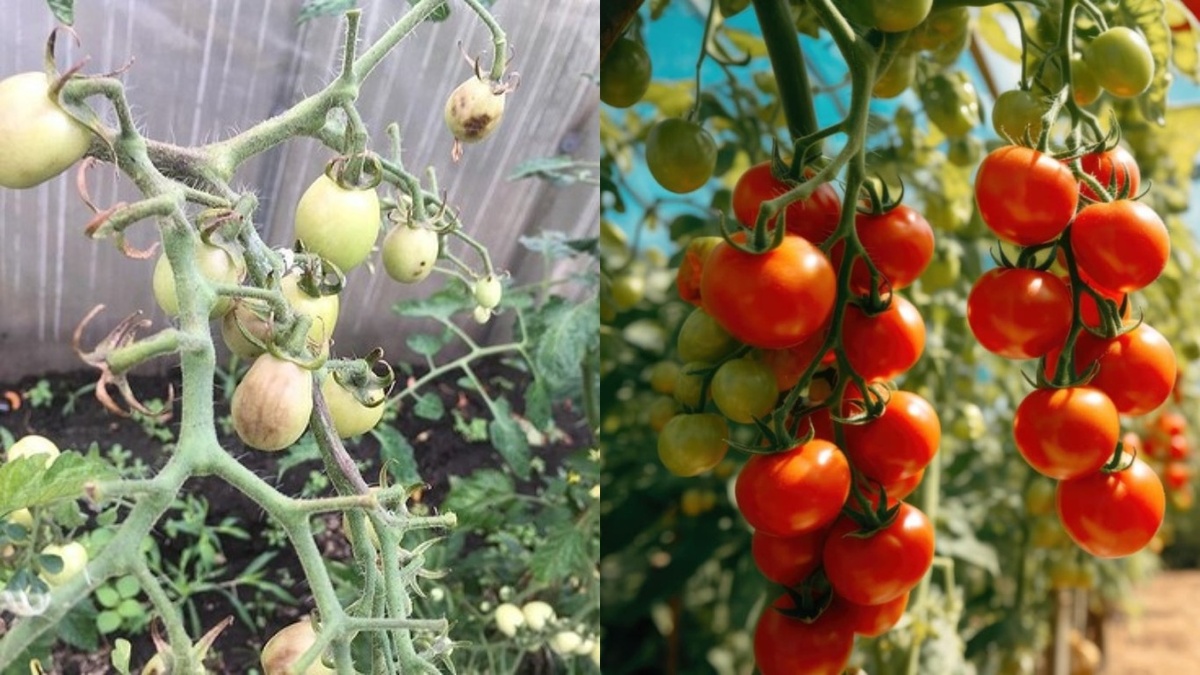 Август 2024. Разница между рекламным описанием и реальностью. Результат зависит от правильного выбора сорта