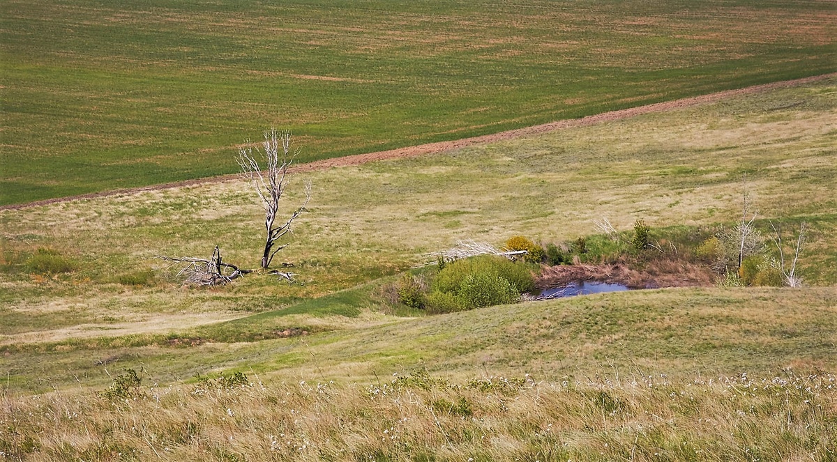 Медведицкфя гряда