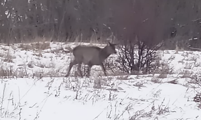    Фото: Госкомитет РТ по биоресурсам