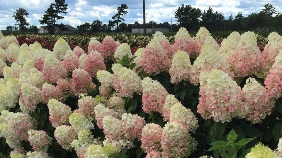 Результат правильной весенней обрезки гортензии очевиден