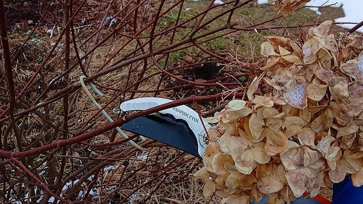 Правильный срез - залог хорошего роста нового побега
