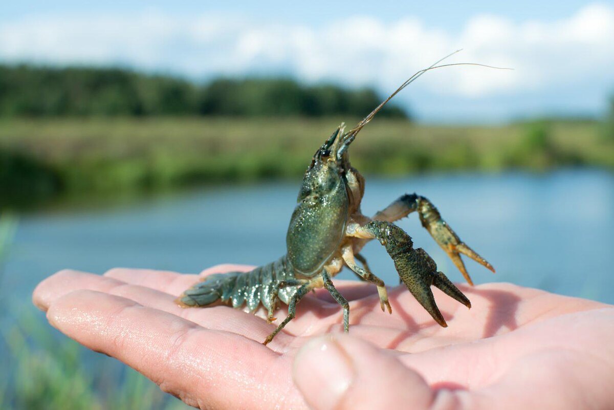 Десятиногие ракообразные – высший класс раков. Copyright (c) 2023 Rudak Hanna/Shutterstock. No use without permission
