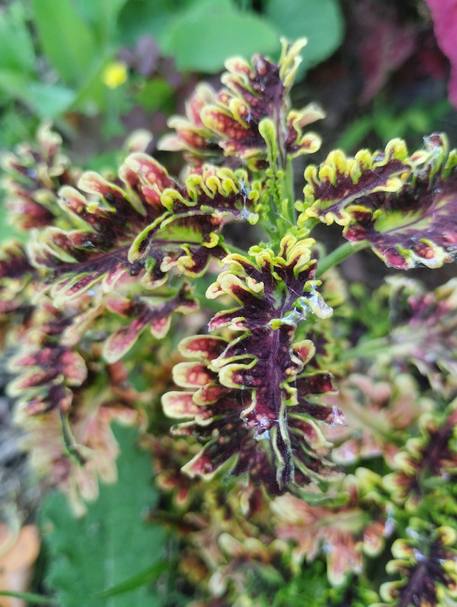 ЯС-2  UTS Copper coral