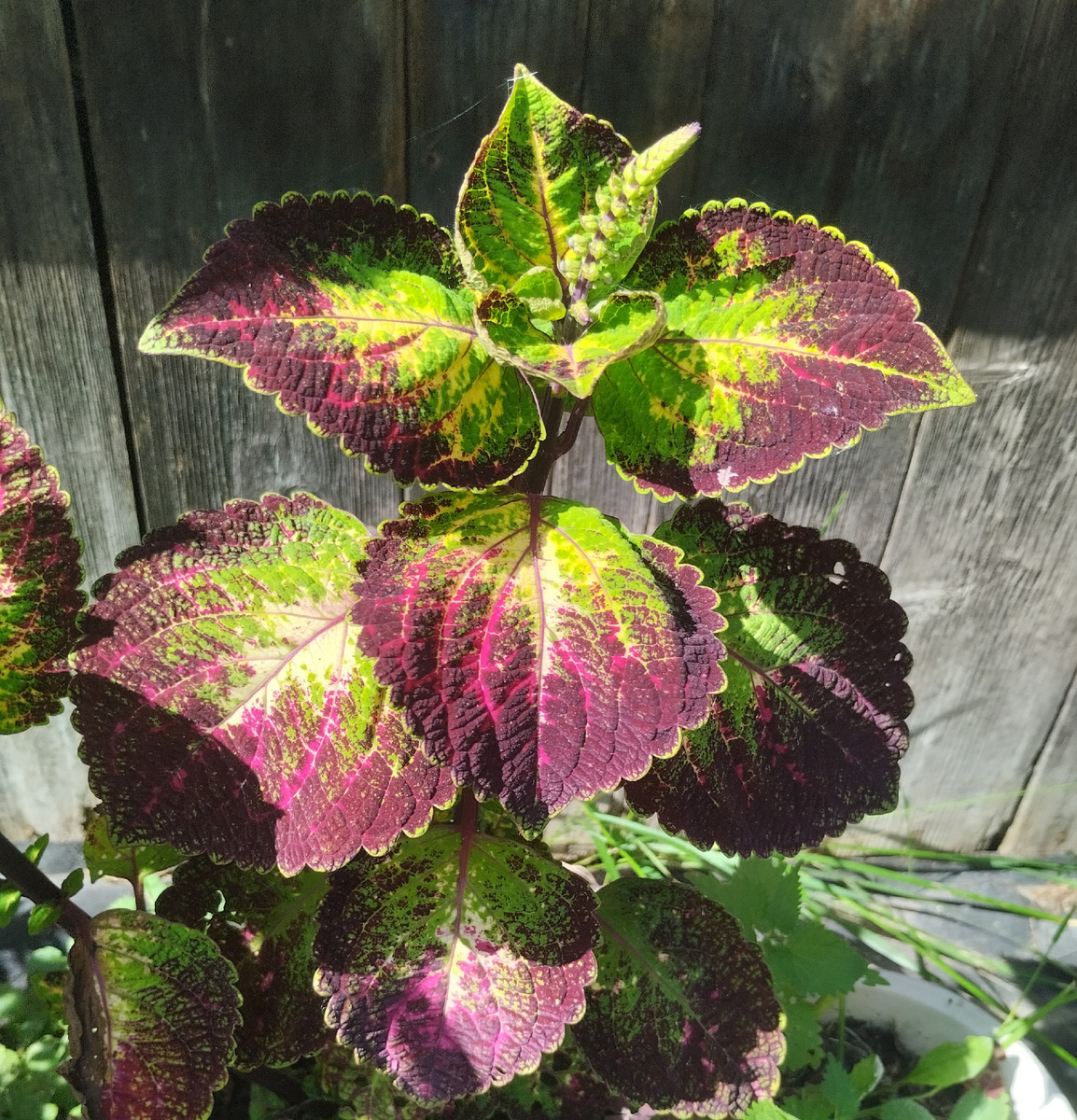 Аватар (Solar Shadow)