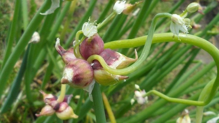 Многоярусный лук. Фото с pinterest.com