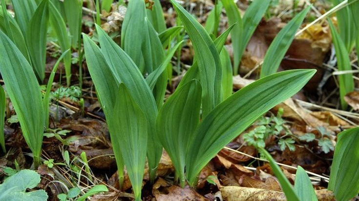 Черемша. Фото с pinterest.com